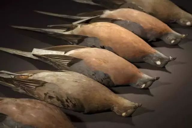 顺丰丰密面单正式上线全方位保护个人私隐_xc sports(图1) xc sports